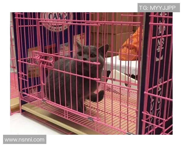 足球直播猫猫带你畅享全球赛事精彩瞬间与实时互动体验